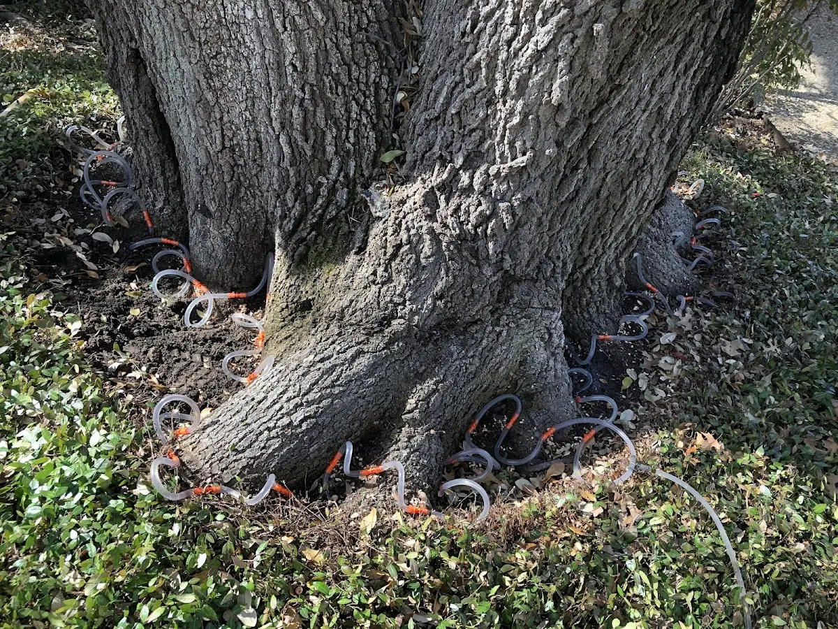 Detailed Tree Cabling and Bracing job site in Nazlini
