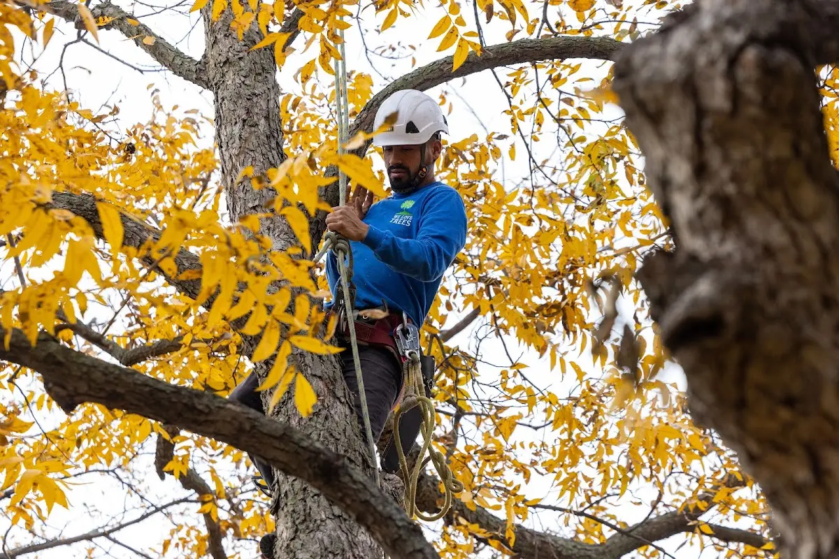 Skilled Tree Transplanting crew working in Nazlini
